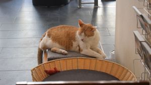 cat! at Katzentempel - München in Munich