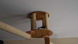 cat at Katzentempel - München in Munich