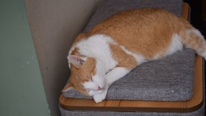 cat! at Katzentempel - München in Munich