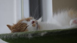 cat   at Katzentempel - München in Munich