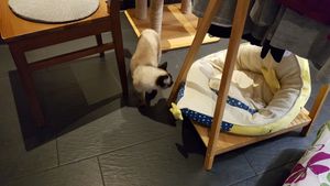 One of the cute residents at Katzentempel - München in Munich