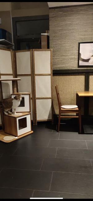 🐱 everywhere! at Katzentempel - München in Munich