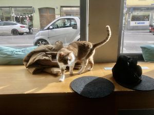   at Katzentempel - München in Munich