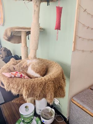   at Katzentempel - München in Munich