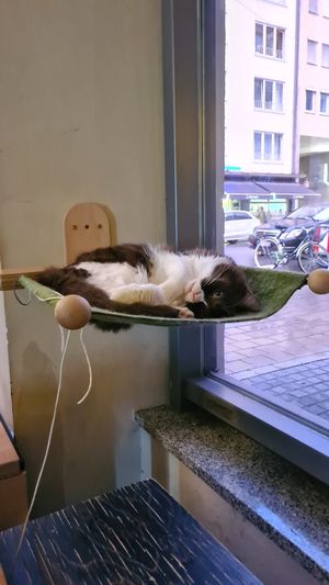  at Katzentempel - München in Munich