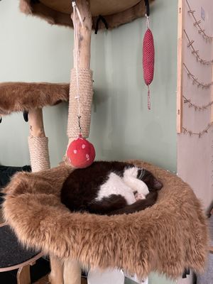 Meow!  at Katzentempel - München in Munich