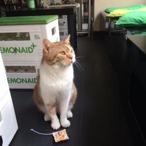 playful cutie at Katzentempel - München in Munich