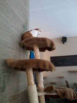 Temple of cats at Katzentempel - München in Munich