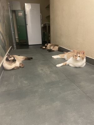   at Katzentempel - München in Munich