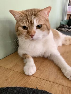   at Katzentempel - München in Munich