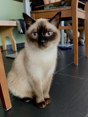   at Katzentempel - München in Munich