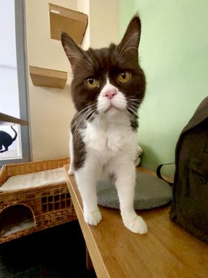   at Katzentempel - München in Munich