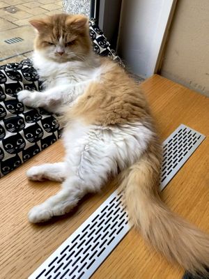   at Katzentempel - München in Munich