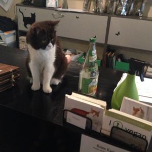 one of the 6 cats  at Katzentempel - München in Munich