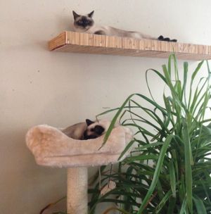 some very relaxed kitties  at Katzentempel - München in Munich