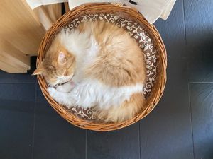   at Katzentempel - München in Munich