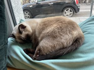   at Katzentempel - München in Munich