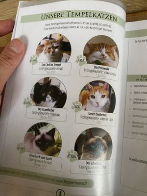   at Katzentempel - München in Munich