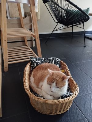  at Katzentempel - München in Munich