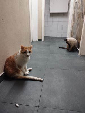  at Katzentempel - München in Munich