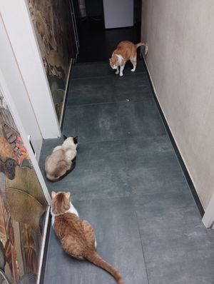  at Katzentempel - München in Munich