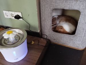  at Katzentempel - München in Munich