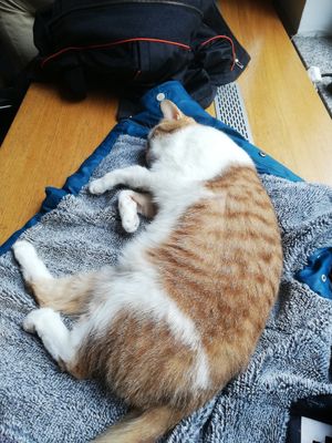  at Katzentempel - München in Munich