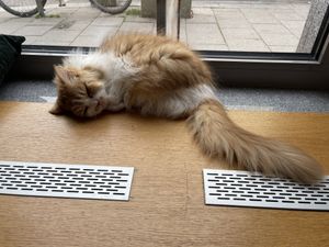   at Katzentempel - München in Munich