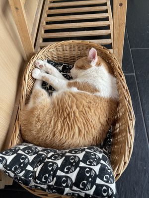   at Katzentempel - München in Munich