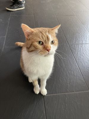   at Katzentempel - München in Munich