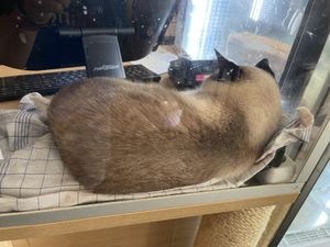   at Katzentempel - München in Munich