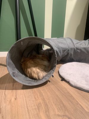  at Katzentempel - München in Munich