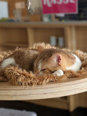   at Katzentempel - München in Munich