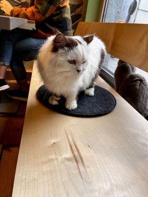   at Katzentempel - München in Munich