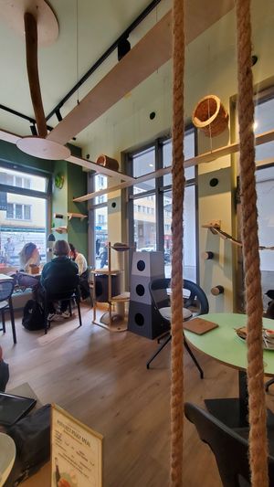 🥰 cats at Katzentempel - München in Munich