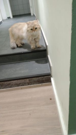 Resident at Katzentempel - München in Munich