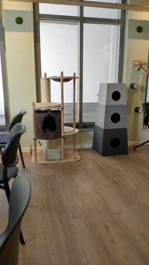 Cat area at Katzentempel - München in Munich