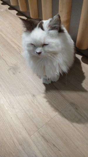 Fluffy resident at Katzentempel - München in Munich