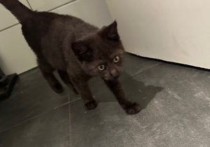 Cute baby kitten!  at Katzentempel - München in Munich