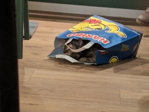 Can you spot the hidden cat? at Katzentempel - München in Munich