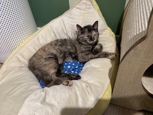 Cute new furriend 😻  at Katzentempel - München in Munich