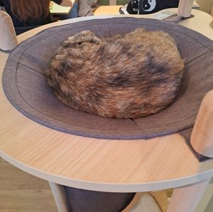  at Katzentempel - München in Munich