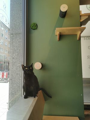  at Katzentempel - München in Munich