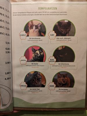 Kitties 💜 at Katzentempel - München in Munich