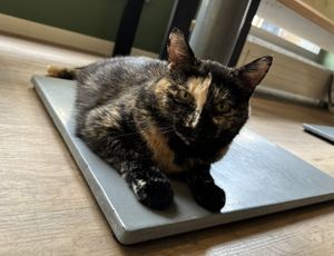 cat  at Katzentempel - München in Munich