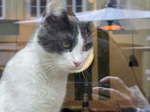 cat  at Katzentempel - München in Munich