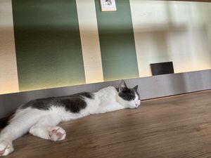 stretched cat  at Katzentempel - München in Munich