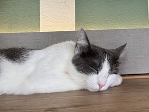 sleepy cat  at Katzentempel - München in Munich