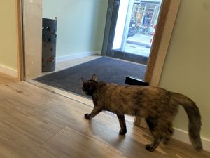 One of many cats  at Katzentempel - München in Munich