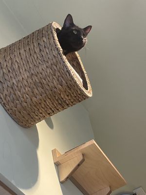   at Katzentempel - München in Munich